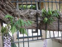 Uralter Blauregenstamm im Vintage-Hotel Pinhao