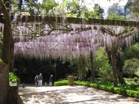 ... mit Blauregen überdachter Wandelgang