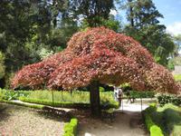 ... natürlicher Schirm