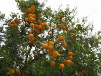 Batalha - Orangenbaum