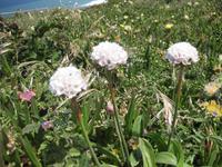 Steinnelken am Cabo da Roca
