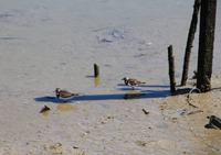 Wattvögel am Rio Sado &ndash; &copy; Kristin Weigel (Eberhardt TRAVEL)