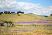 Fahrt durch die Region Alentejo an die Algarve - blühende Wiesen &ndash; &copy; Kristin Weigel (Eberhardt TRAVEL)