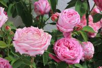Rosen in Salir im Hinterland der Algarve &ndash; &copy; Kristin Weigel (Eberhardt TRAVEL)