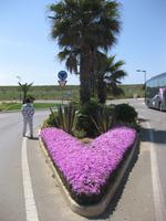 Blumenschmuck an der Küstenstraße bei Sagres