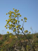 Am Ponta da Piedade bei Lagos