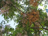 In der Fußgägnerzone von Lagos