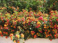 Wandelröschen in Albufeira