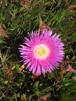 Mittagsblume an der Steilküste 