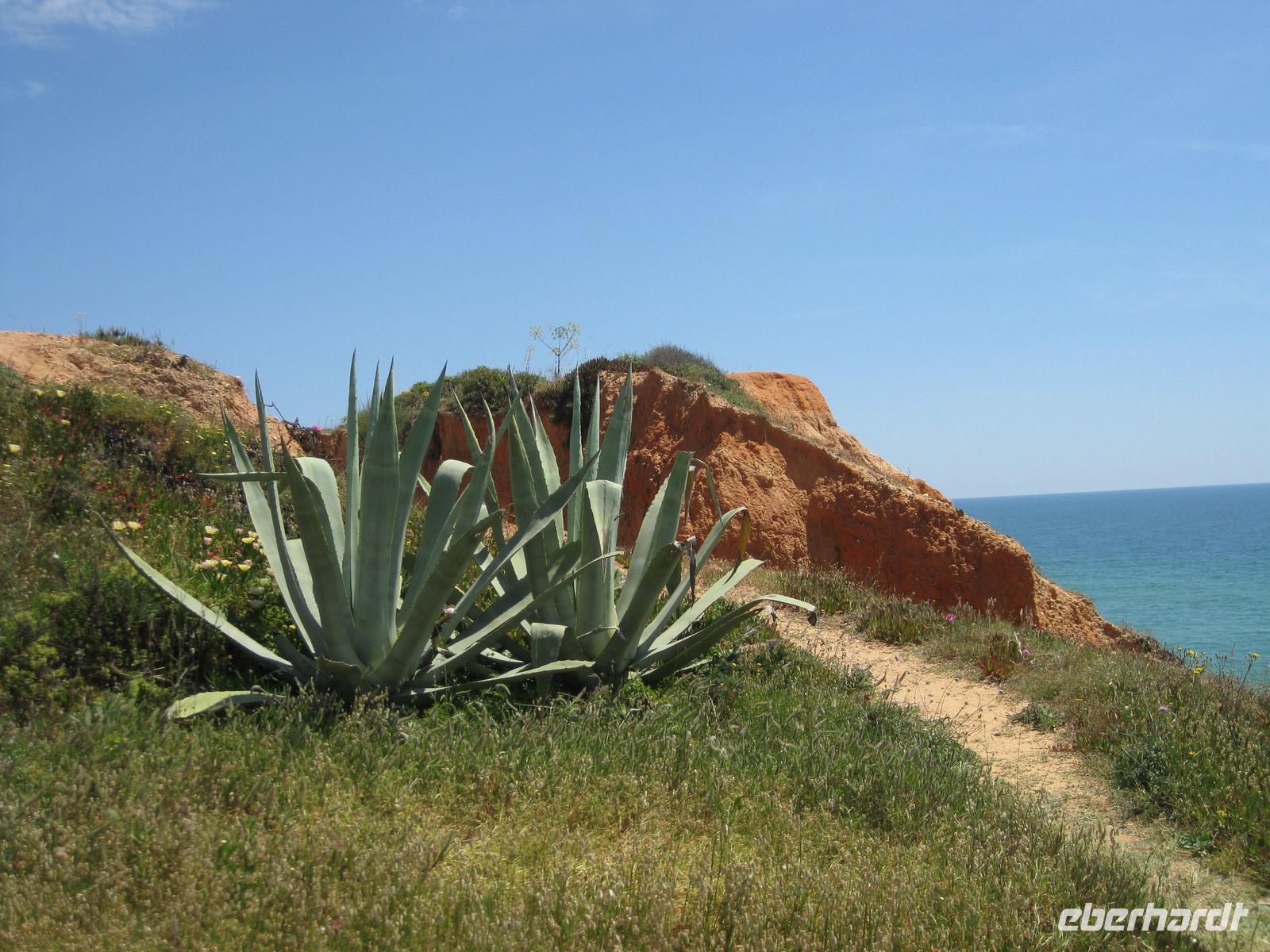 Agaven an der Steilküste hinter unserem Hotel