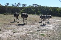 6. Tag - Wanderreise Alentejo - entlang der Küste (10)