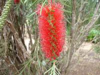 Anwesen der Familie Blandy - Flaschenputzerbaum