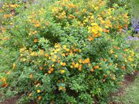 Anwesen der Familie Blandy - Nachtschattengewächs