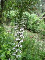 Anwesen der Familie Blandy - Acantus