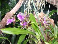 im Orchchideengarten 