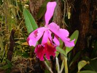 im Orchchideengarten 