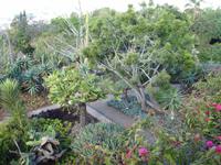 Botanischer Garten von Funchal