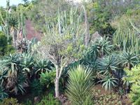 Botanischer Garten von Funchal
