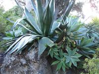 Botanischer Garten von Funchal