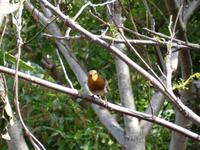 Botanischer Garten von Funchal