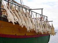 getrocknete Katzenhaie im Hafen von Camara de Lobos