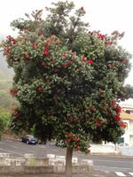 Weihnachtsbaum in Porto da Cruz