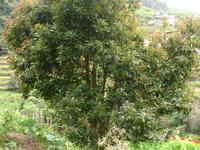 Levada Wanderung in Marocos - Avocadobaum