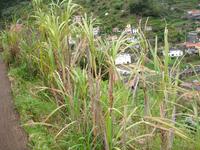 Levada Wanderung in Marocos - Zuckerrohr