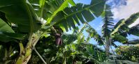 63 Bananenplantage Ponta do Sol