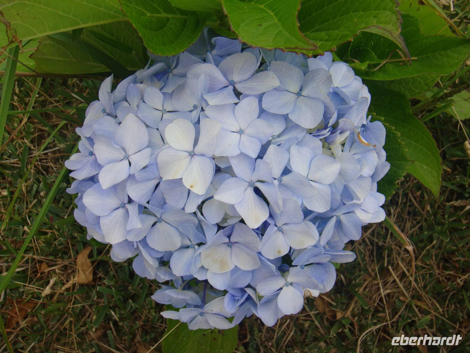 Hortensien