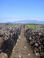 Weg durch das Weinanbaugebiet von Pico