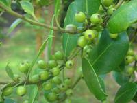 Im Botanischen Garten in Horta