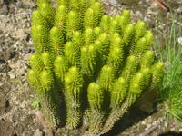 Im Botanischen Garten in Horta