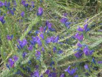 Im Botanischen Garten in Horta