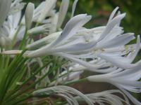 Im Botanischen Garten in Horta