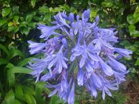 Im Botanischen Garten in Horta