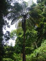 Wanderung durch den Wald am See von Furnas