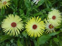 Im Botanischen Garten in Furnes