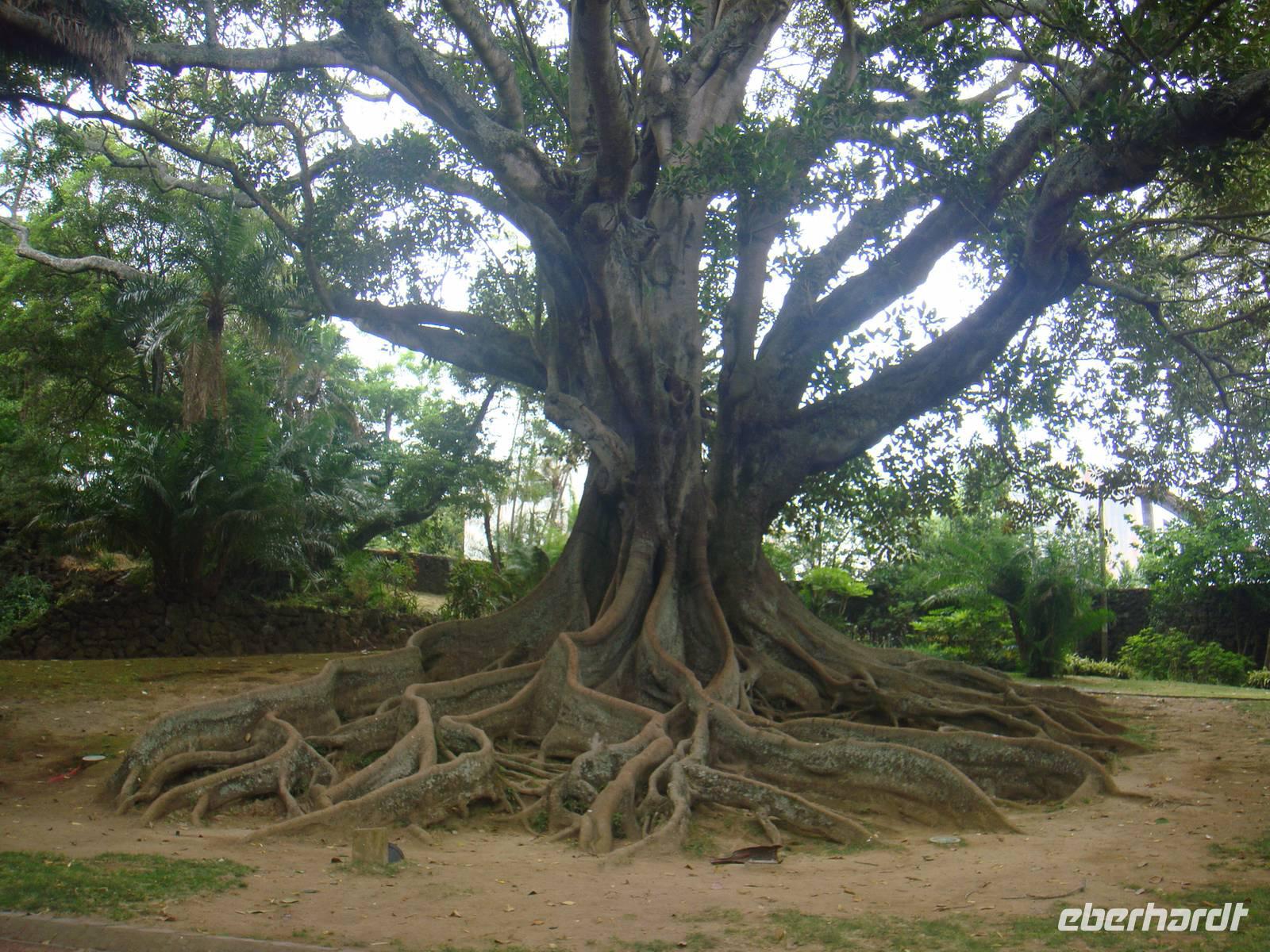 Botanischer Garten in Ponta Delgada