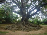 Botanischer Garten in Ponta Delgada