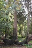 im Jadin do Palácio de Cristal