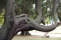 Finden Sie den Elefanten...