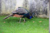 im Jadin do Palácio de Cristal