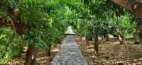 68 Mangoplantage
