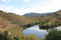 Blick auf die Weinreben des Quinta do Tedo