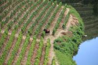 Blick auf die Weinreben des Quinta do Tedo