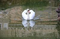 Schwan im Hotelteich