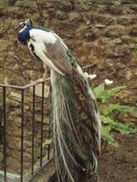 Lissabon - Burg Sao Jorge