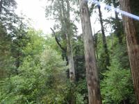 Eukalyptus im Park von Bussaco