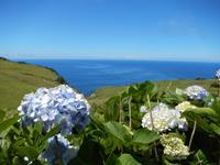 Hortensienpracht auf den Azoren